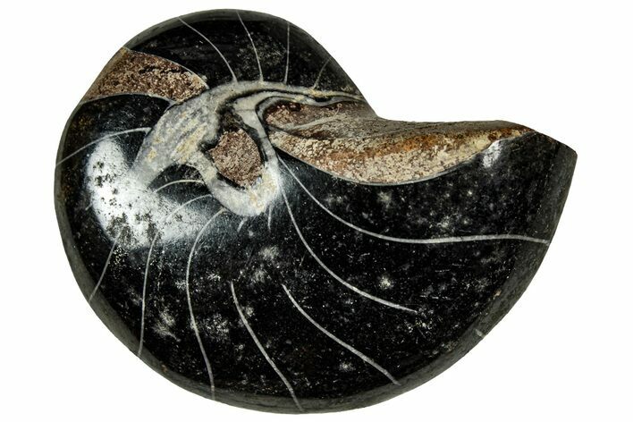 Polished Fossil Nautilus (Cymatoceras) - Unusual Black Color! #329223